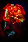 USA-Colorado-Loveland Rose close-up Art Print